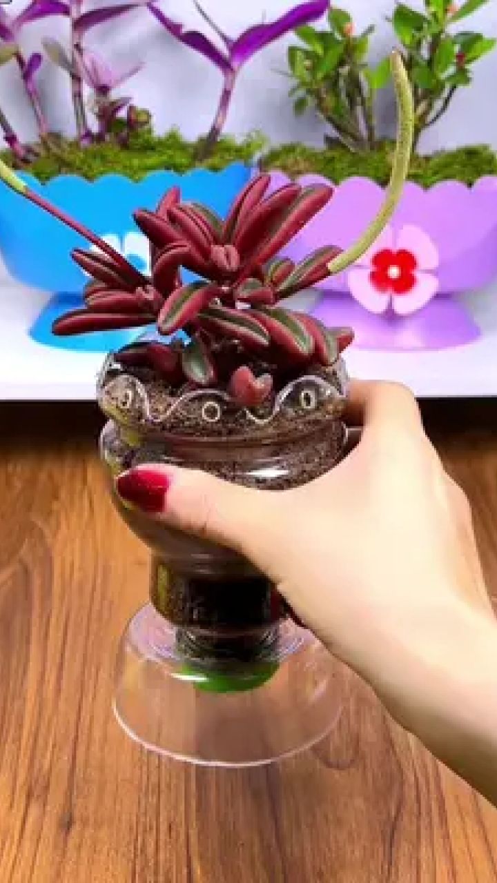 饮料瓶自制小花盆图片