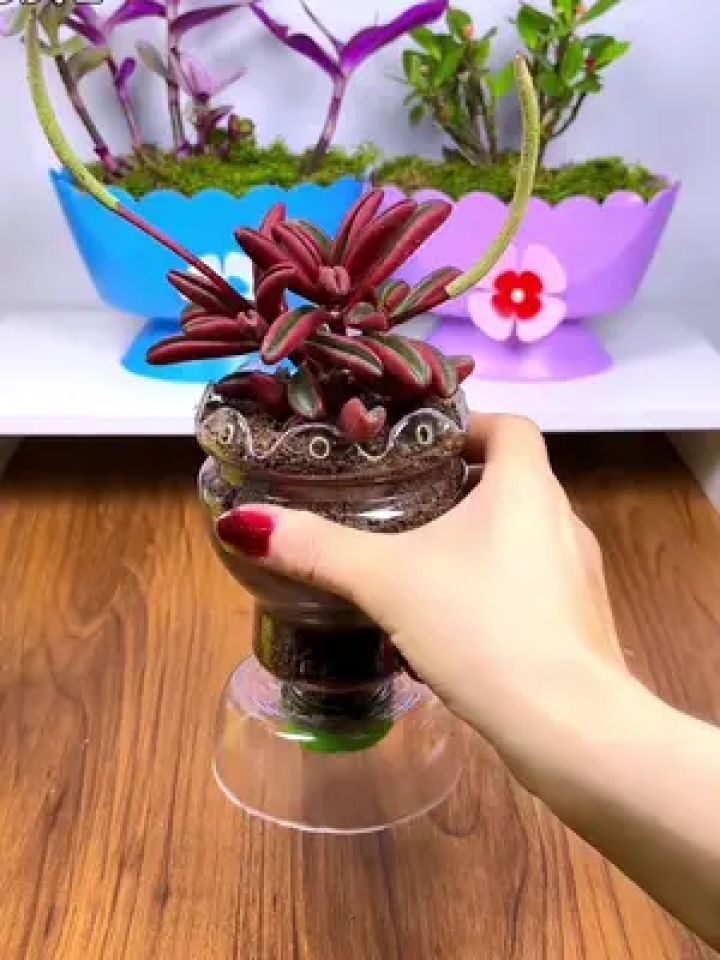 饮料瓶做个花盆放在办公台上很漂亮哦 #塑料瓶手工制作盆栽 #变废为宝