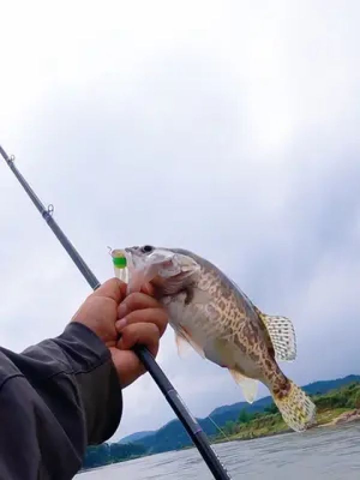 探钓大眼鳜!#一洲路亚 #路亚鳜鱼 #路亚野钓 #钓鱼的乐趣只有钓鱼人懂