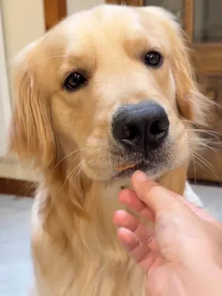 狗:麻麻 这个薯片真的好tree tree～～#金毛 #养狗的乐趣