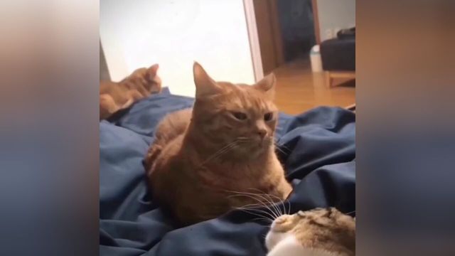 猫咪极速版#猫咪