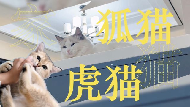 我们家的猫咪:狐猫虎猫!像狐狸的是真媚!像老虎的是真咬!