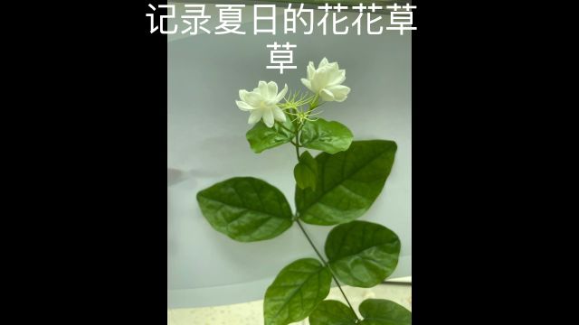 记录夏日的花花草草