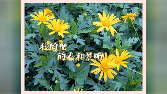 春日校园捕捉校园里的春天 # 满屏春天愿你一路繁花