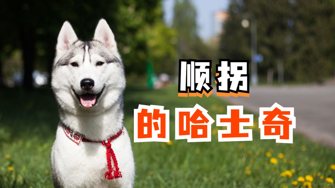 走路顺拐的哈士奇,多看几遍你会发现,这些都不是事!