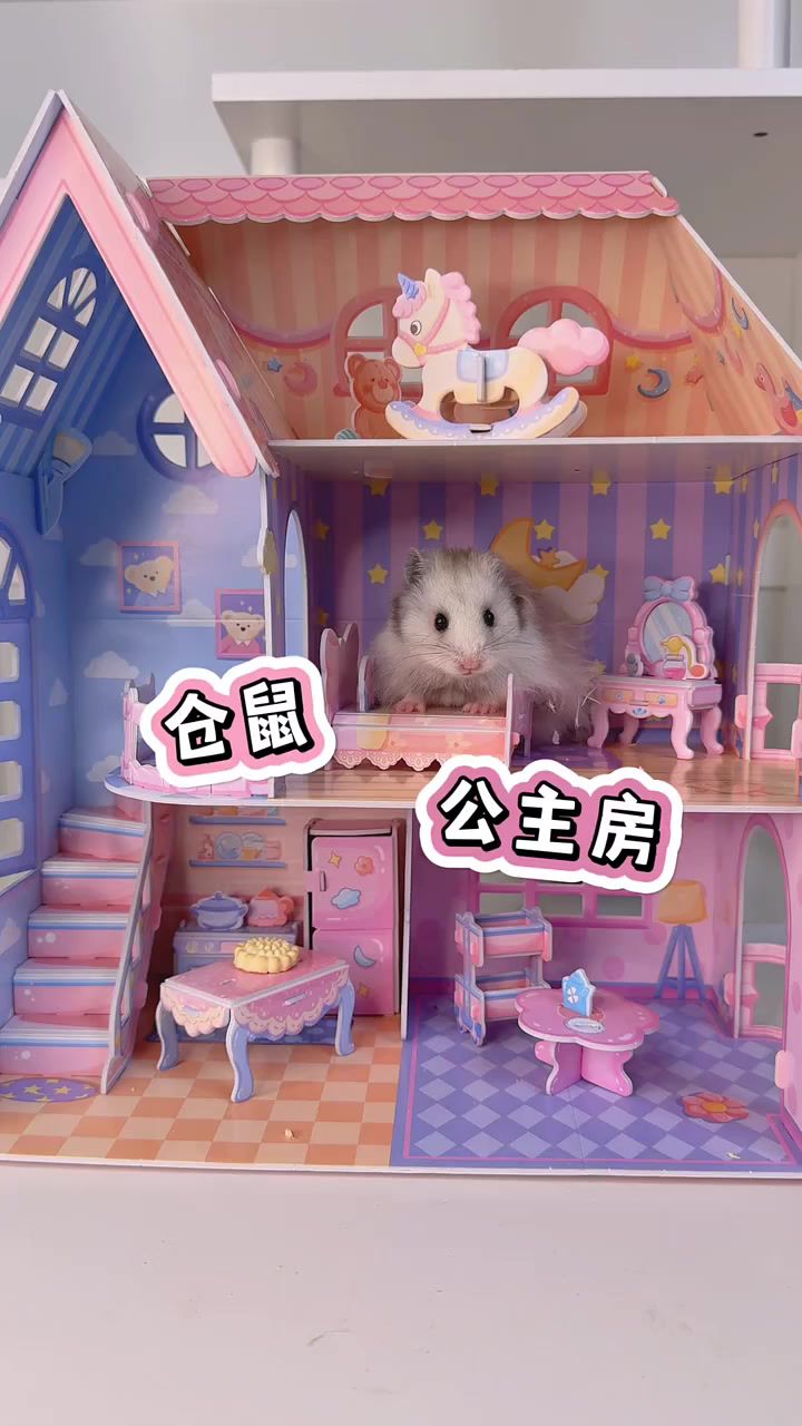 我的小仓鼠有公主房啦!