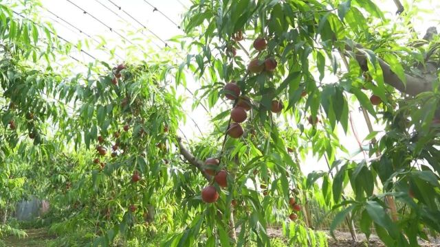 清河镇荆庄村:大棚油桃喜丰收 果农致富笑开颜