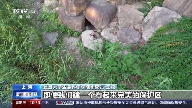 貉群“拖家带口”进城安家 居民如何做到“貉”谐共处?