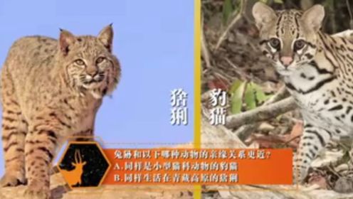 科学动物园！豹猫和猞猁，谁和兔狲的亲缘关系更近呢？
