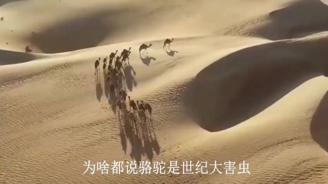 为什么骆驼在澳洲是“世纪大害虫”?澳洲大火和骆驼有啥联系?