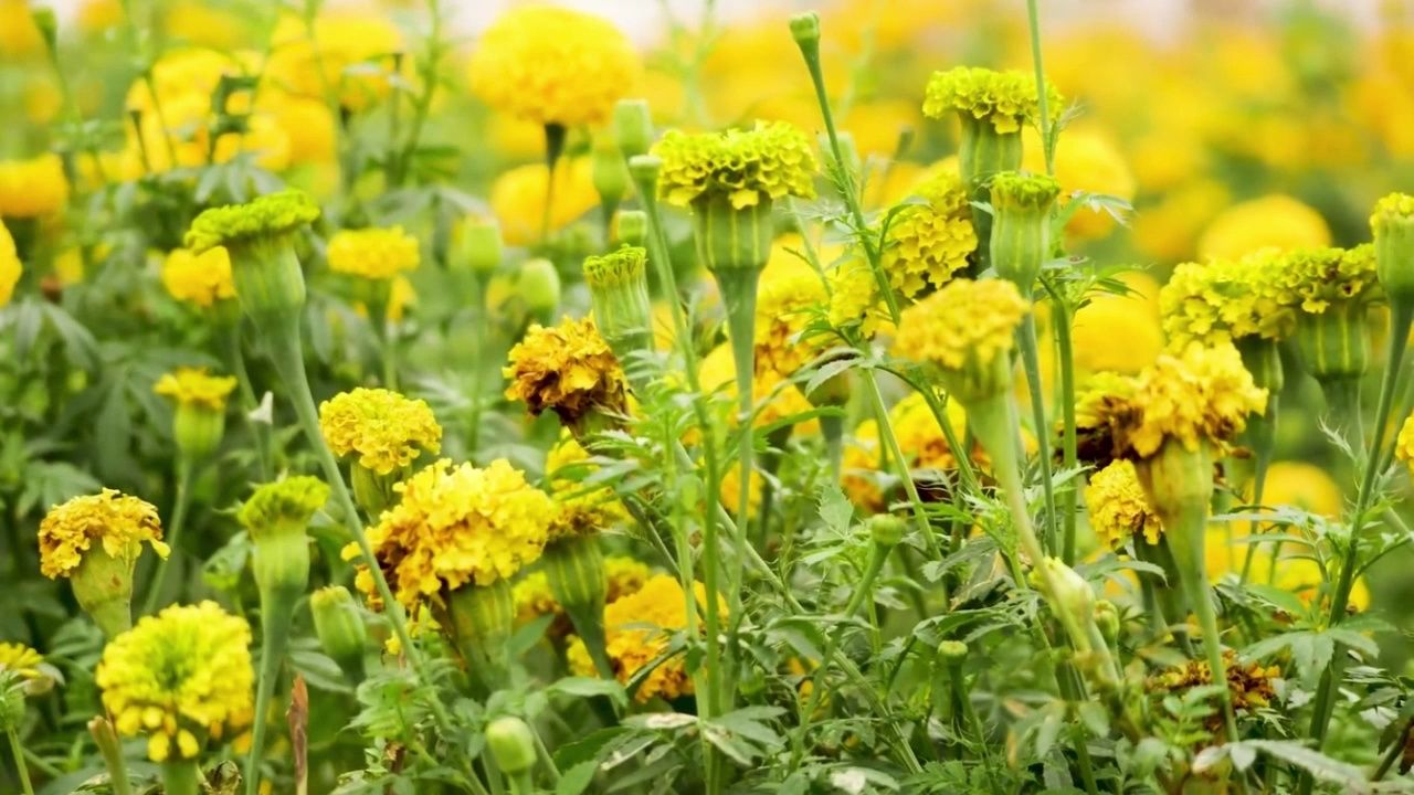 徐真真 杨溢升 always ready 伴奏 和声伴奏