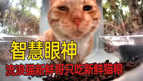流浪猫新鲜哥,充满智慧的眼神,吃饭只吃前五秒#新鲜哥#流浪猫#暖心#杂谈_高清1080P在线观看平台_腾讯视频