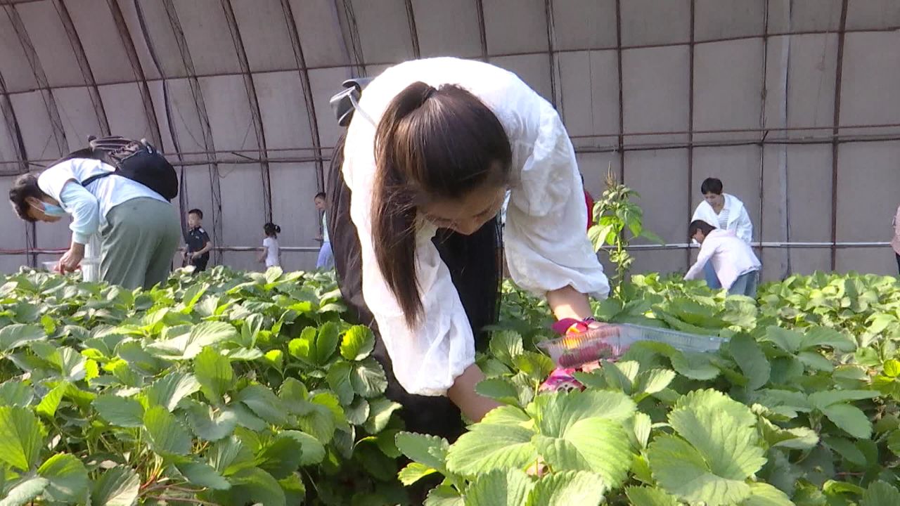 "携手共建田园农场大舞台,露营采摘农事体验展才艺"亲子主题活动在西