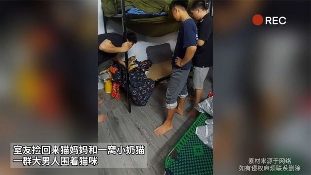 室友捡回来猫妈妈和一窝小奶猫 一群大男人露出姨母笑