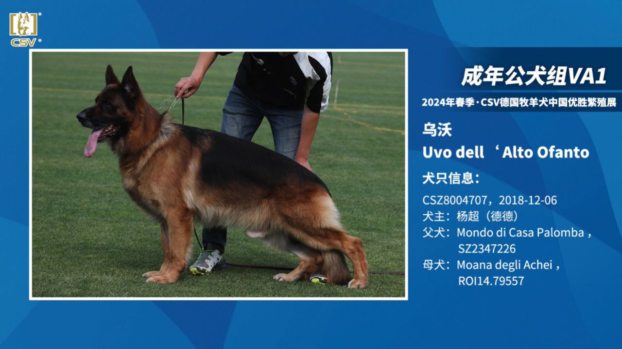 2024年春季·csv德国牧羊犬中国优胜繁殖展成年公犬组va1犬只讲评