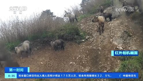 甘肃陇南：红外相机拍到羚牛集体出游画面