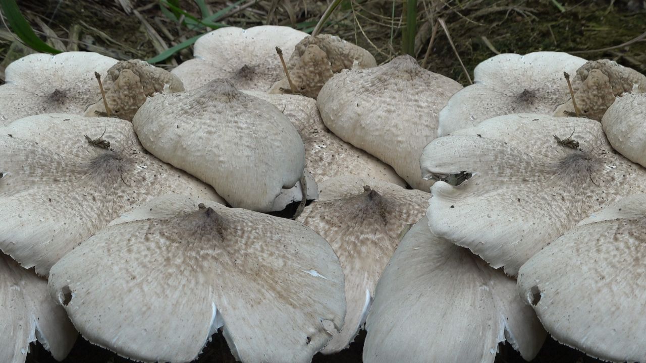 昂贵的的野生鸡枞菌,小伙竟然在甘蔗地里遇到鸡枞王,走大运了