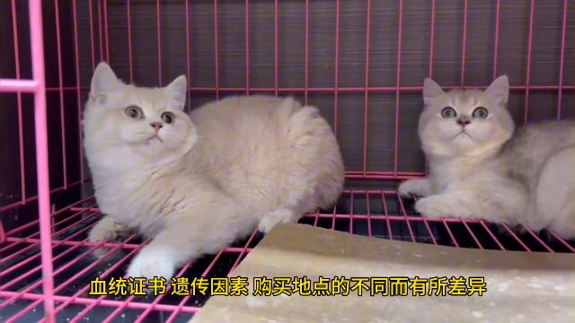 蓝金渐层猫价格多少钱一只