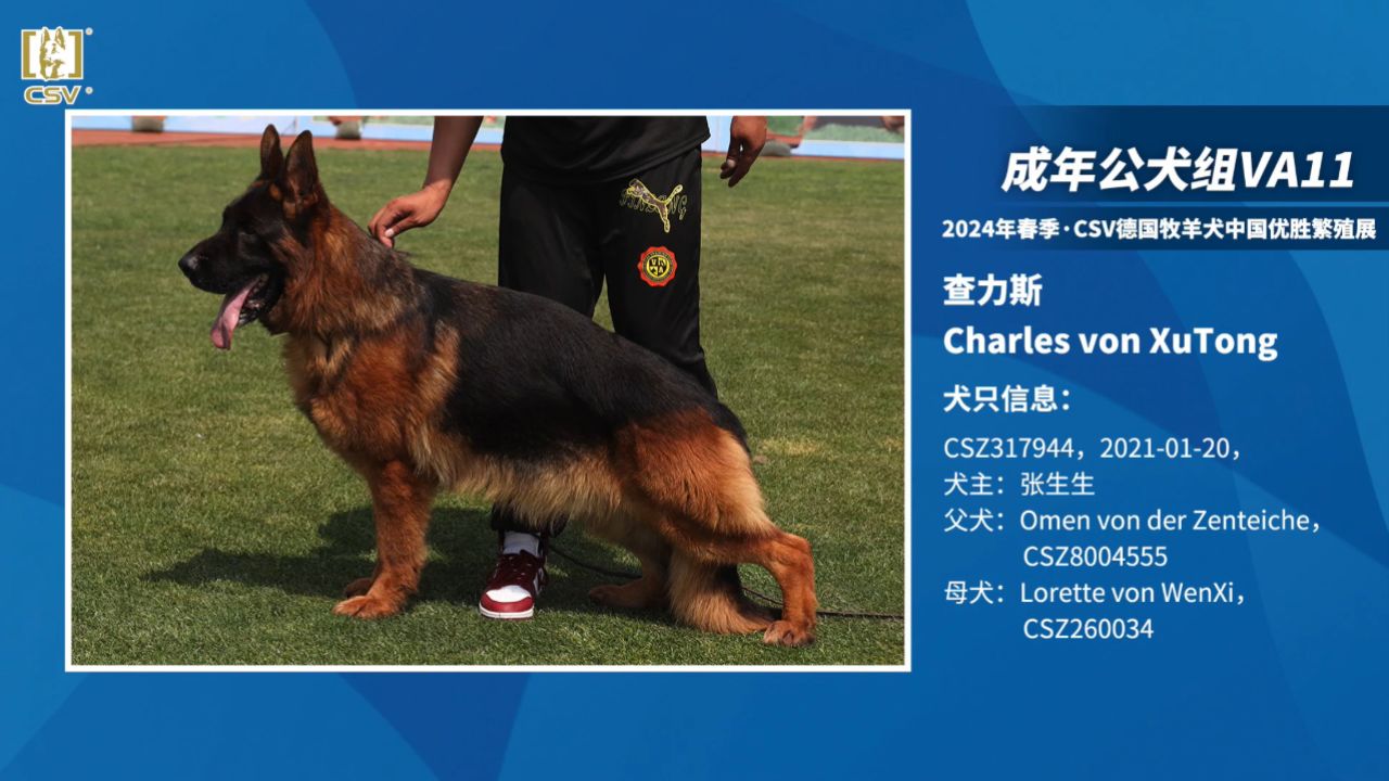 2024年春季·csv德国牧羊犬中国优胜繁殖展成年公犬组va11只讲评