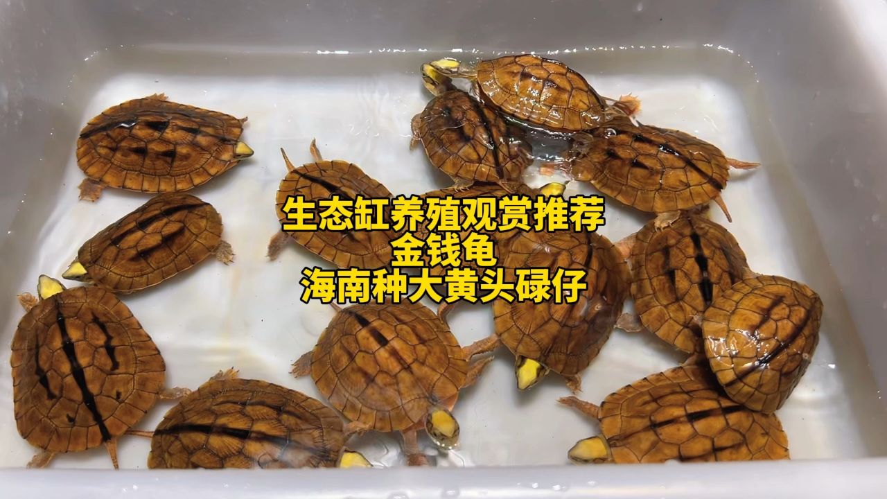 金钱龟生态缸养殖观赏性极高推荐品种,海南种大黄头碌仔!