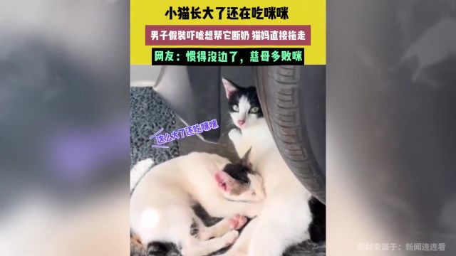 小猫长大了还在吃咪咪,男子假装吓唬想帮它断奶,猫妈直接拖走