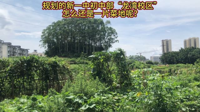 广西钦州市规划的新一中初中部“龙湾校区”怎么还是一片菜地呢?