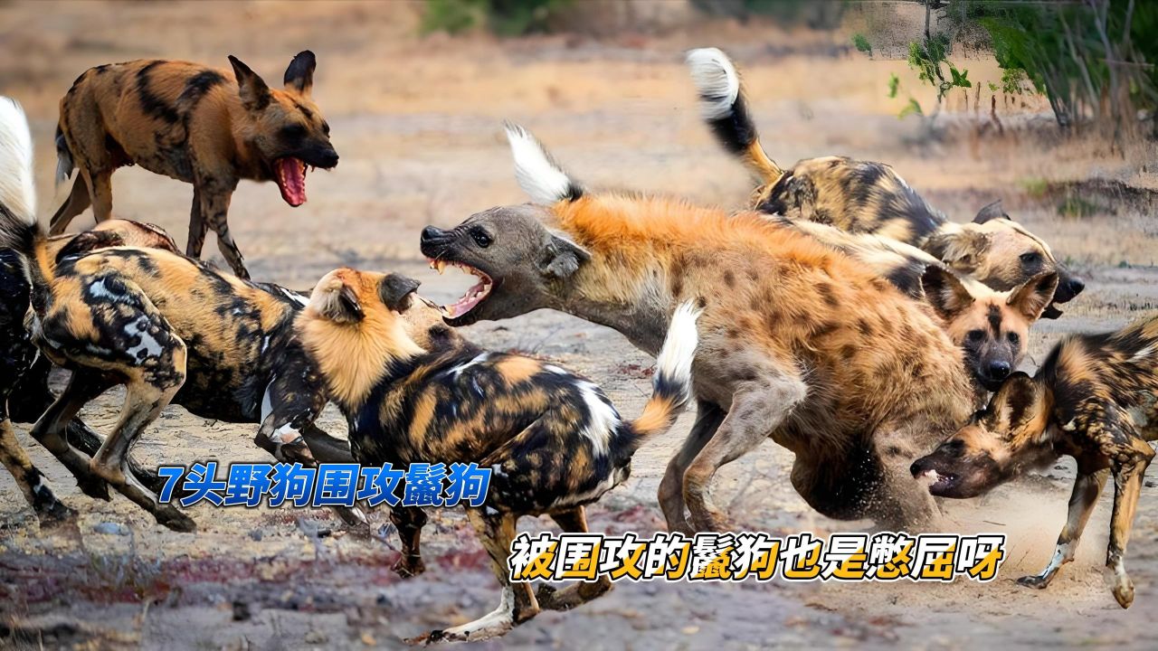 野狗大战鬣狗图片