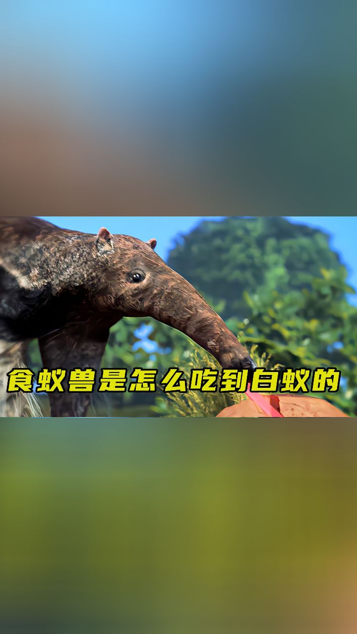 食蚁兽是怎么吃蚂蚁的?