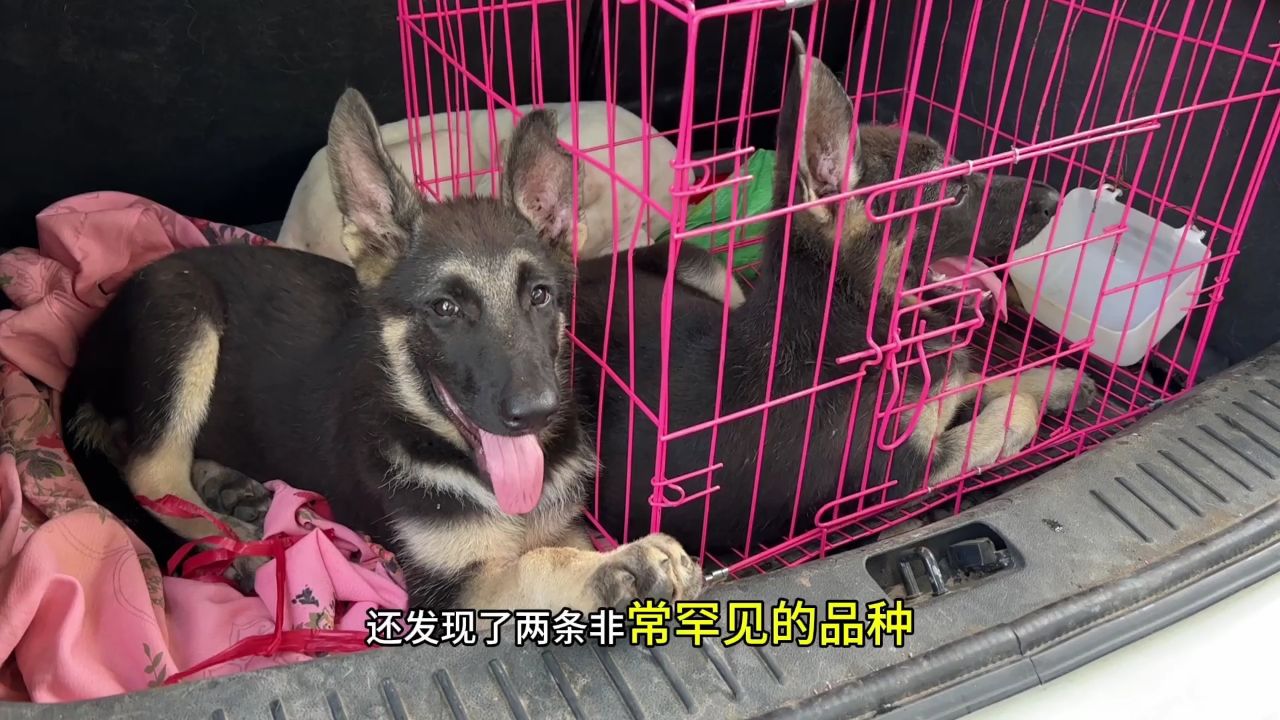 东欧牧羊犬幼犬图片