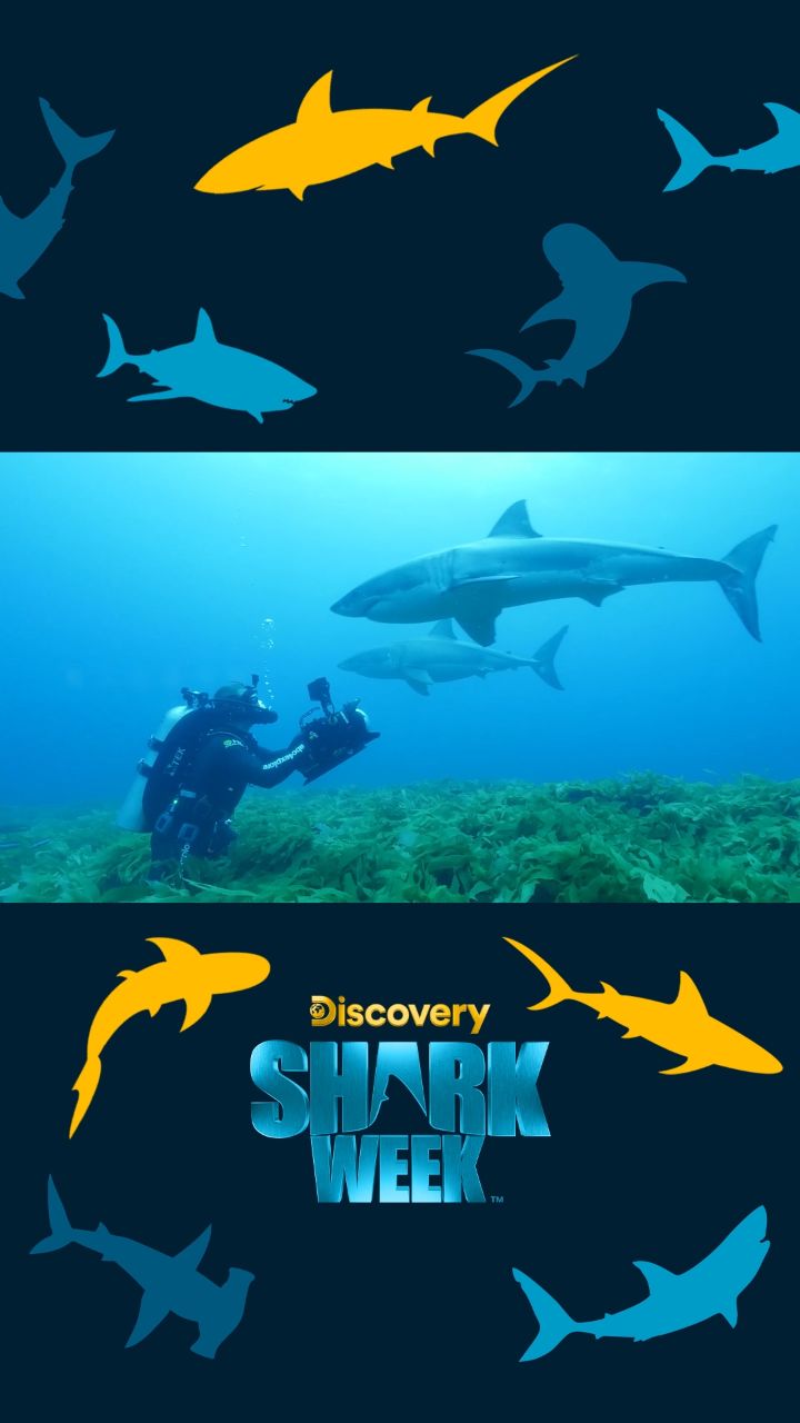 与鲨鱼群一同畅游,在盛夏享受海蓝色的视觉盛宴!