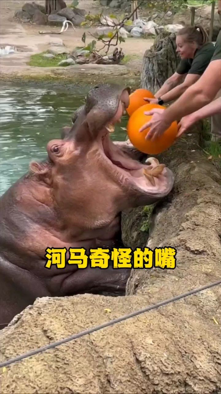 河马的大嘴为吃一半漏一半呢
