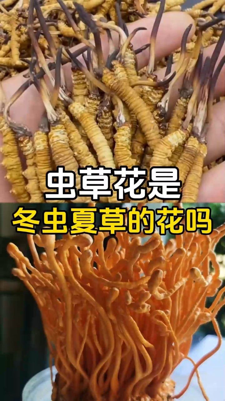 虫草花长在什么植物上图片