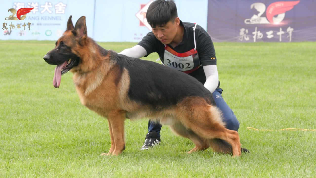 csv德国牧羊犬种公图片