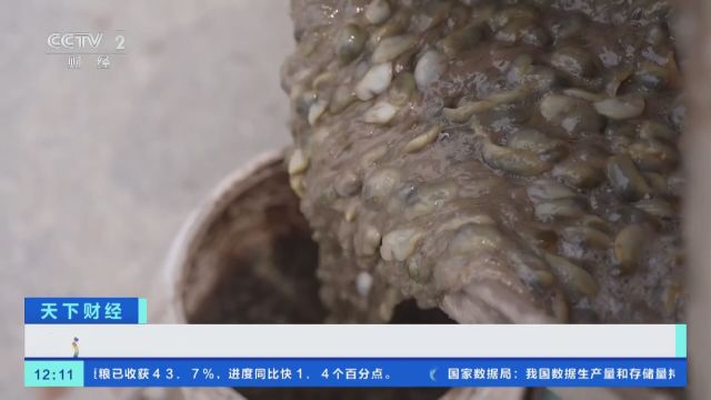 浙江慈溪:野生泥螺批量上市 价格同比上涨