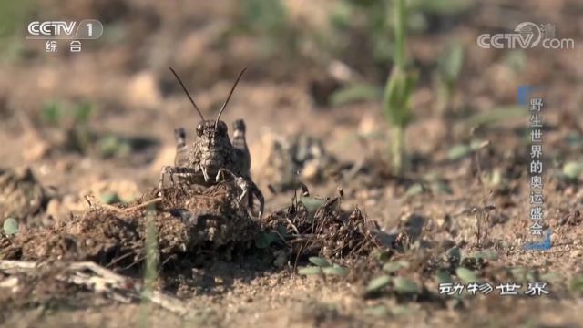 虫类种类千奇百怪,蝗虫聚集到一块,可以吃掉500人一年的食物