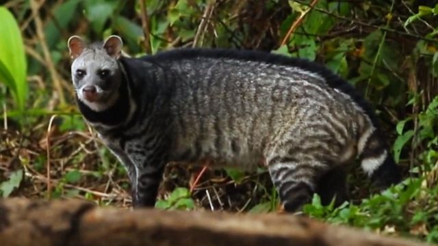 四川光雾山首次发现珍稀濒危动物大灵猫,因灵猫香闻名,却用臭味防身