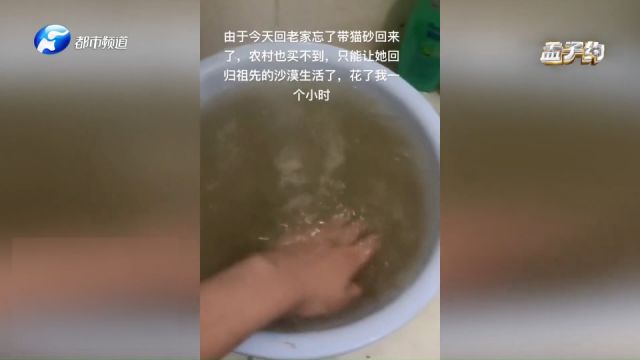 带猫咪回老家忘带猫砂,农村也没有卖的,就用沙子自制猫砂