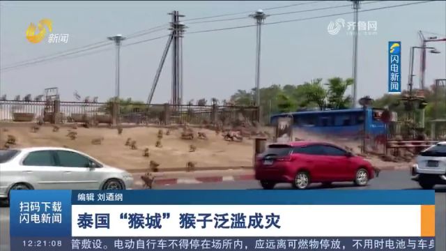 泰国“猴城”猴子泛滥成灾,对当地民众的日常生活造成严重影响