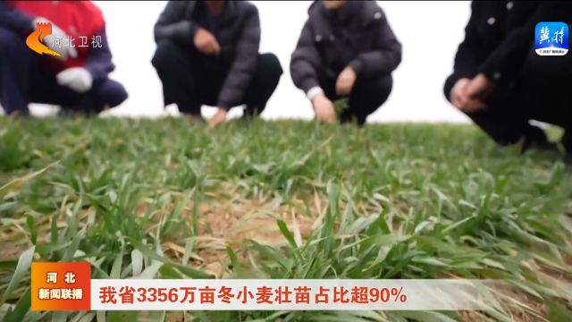 河北省3356万亩冬小麦壮苗占比超90%