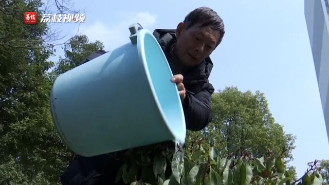 履“植”尽责!中国植树节节徽设计师坚持义务种树40年