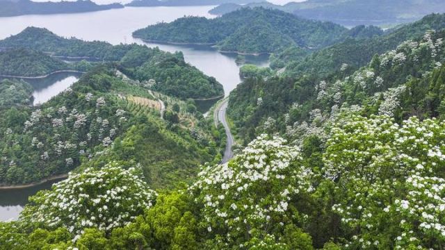 “十里飞雪”!千岛湖千年桐花绽放景色如画