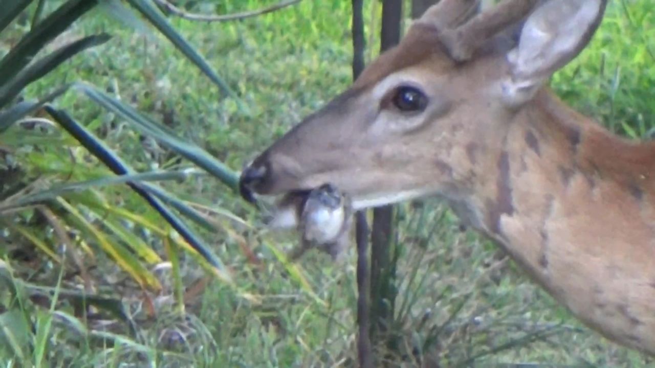 早有吃鸟吞蛇食尸的黑历史