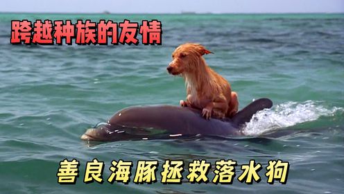海豚从鲨鱼口中救下落水狗，驮着它找到主人，跨越物种的暖心友谊