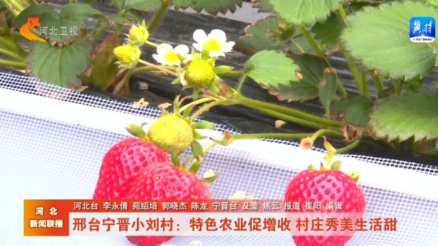 邢台宁晋小刘村:特色农业促增收 村庄秀美生活甜