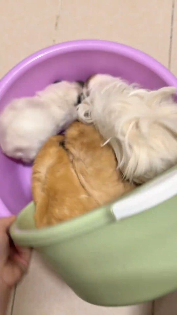 今天的主线任务是给猪妞洗澡!_高清1080P在线观看平台_腾讯视频