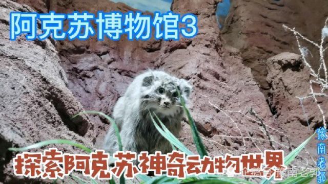 新疆旅游阿克苏博物馆3,神奇的地理环境展厅