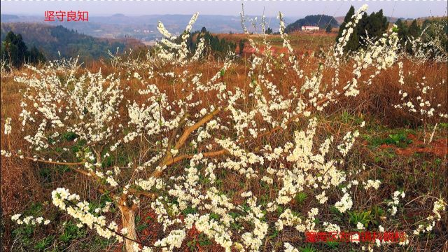 重庆风景音乐片潼南区别口镇科郎村杨冲的李花