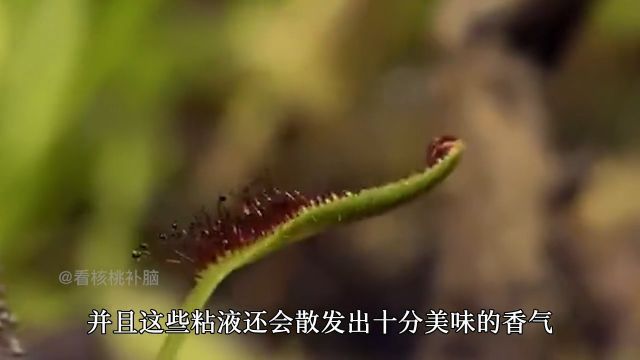 肉食植物叉叶茅膏菜 ,植物界的蛇蝎美人, 自然界究竟可以有多神奇