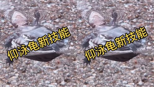 仰泳龟的新技能…_高清1080P在线观看平台_腾讯视频