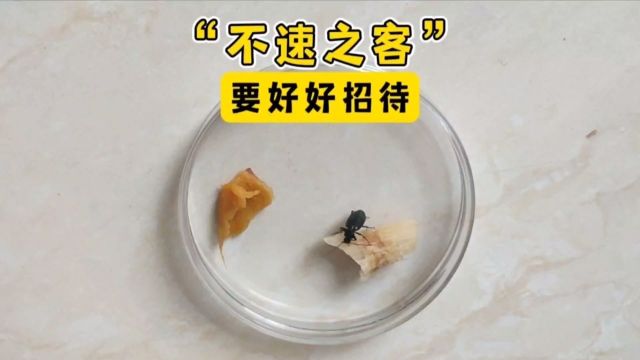 好好招待不速之客